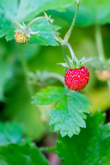 Wild Strawberry plant (Fragaria vesca) with ripe strawberry