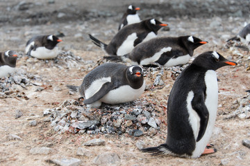 Gentoo penguin in nest aggressive open beak