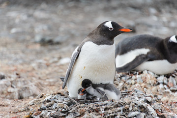 Obraz premium Gentoo penguin with chicks in nest