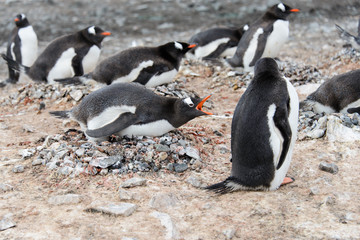 Fototapeta premium Gentoo penguin in nest aggressive open beak