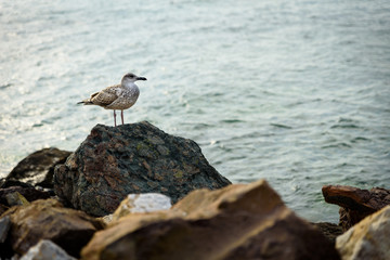 Nessebar seaside, Bulgaria