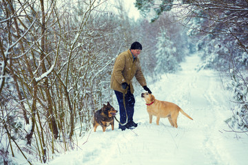 A man with two dogs walks in the woods in winter