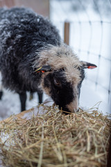 close up on sheep eating hey in snow