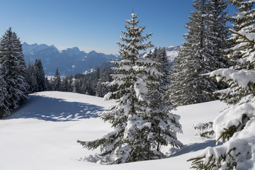 Alpenlandschaft und Tannenbäume, frisch mit Pulverschnee überzuckert