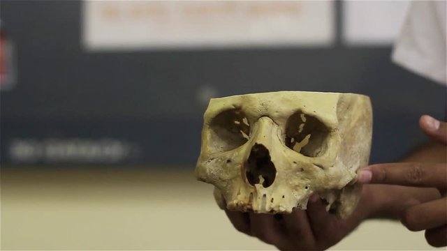 Archaeologist studying Old Human Skull