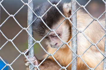 Am I guilty? Shame on people who treats animals like a dolls. Sad little monkey in the zoo