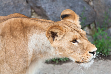 Close-up lioness are looking sadly