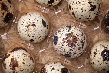 Quail Eggs in Plastic Container on Wood Background