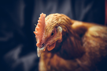 Domestic chicken on farm