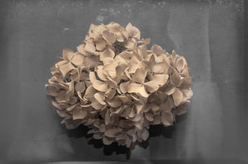 Dried hydrangea on textured background