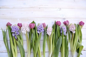 Frühling - Blumen - Frühlingsblumen