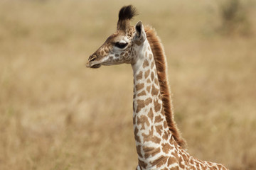 Obraz na płótnie Canvas Juvenile Giraffe