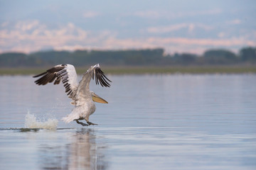 Fototapeta na wymiar dalmatian pelican at lake kerkini - greece 
