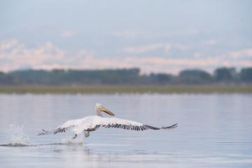 dalmatian pelican at lake kerkini - greece 