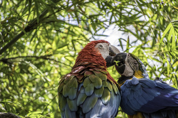 Parrots Kissing