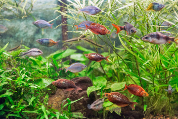 aquarium colourfull fishes and water plants
