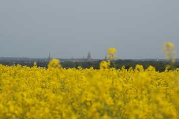 Lübeckertürme mit Raps