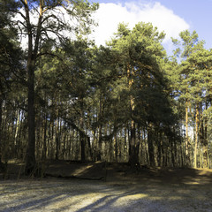 Sunny winter day in Kampinos National Park - Poland