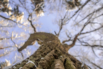 Looking up at trees branches in winter
