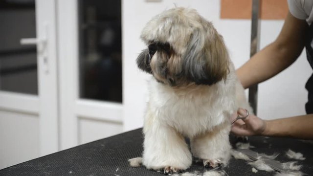 haircut of a shih-tzu dog in a grooming salon