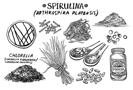 Spirulina. Vector hand drawn graphic illustration.