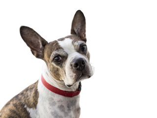 Boston Terrier with Perked up Ears with White Background