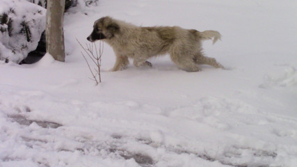 nice dog in morocco timahdite centre