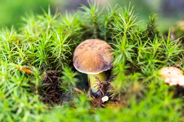 A real white mushroom in moss. Mushroom under the moss. Forest greengrocery.