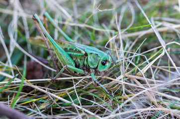 A green grasshopper in the grass. Macro photo.