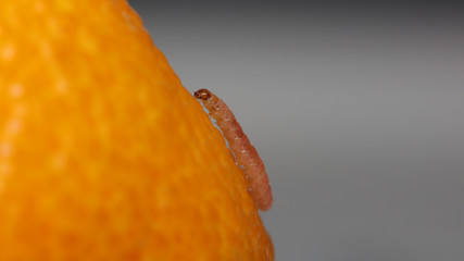 Oruga sobre limón