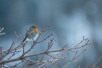 Rouge-gorge