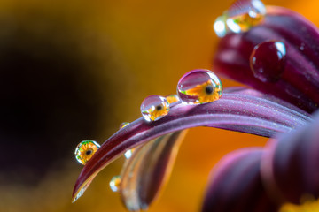 Fiori riflessi in gocce d'acqua