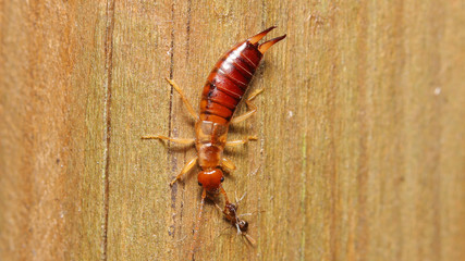 TIjereta tomada en las Marismas de Alday, Cantabria, España.