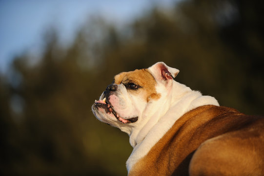 English Bulldog outdoor portrait closeup in nature