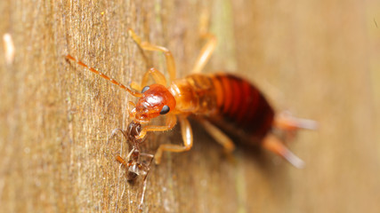 TIjereta tomada en las Marismas de Alday, Cantabria, España.