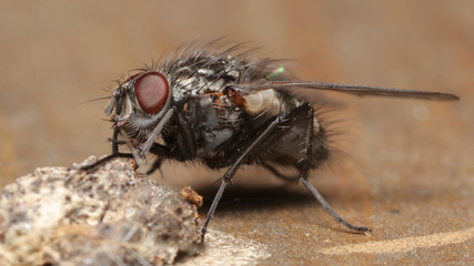Mosca en las marismas de Alday ¡, Cantabria, España. 
