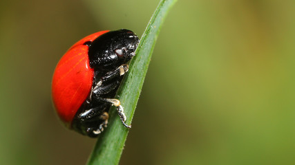 Escarabajo Rojo en las Marismas de Alday, Camargo, Cantabria, España