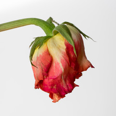 Withered red rose on white background - side view