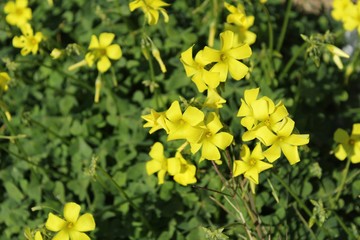 Beautiful yellow Oxalis pes-caprae flowers in spring