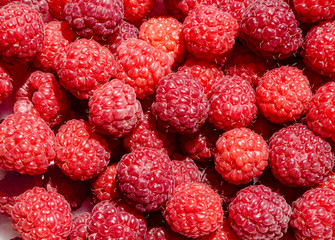red fragrant raspberry berry