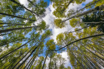 Low angle view of trees against sky in forest