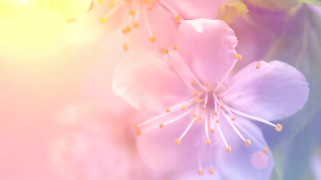 Easter scene. Spring cherry tree flowers blossom. Pink blossoming cherry closeup. Time lapse. 4K UHD video footage. 3840X2160
