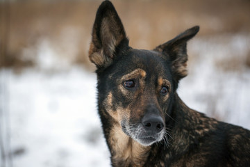 portrait of a beautiful brown dog