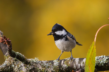 Mésange noire - Coal Tit (Periparus ater)