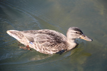 Female Mallard, William Hawrelak Park, Edmonton, Alberta