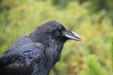 The Raven, Jasper National Park, Alberta