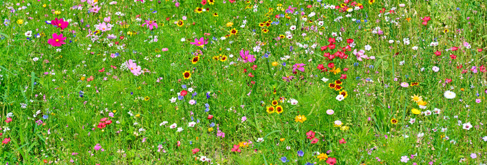 Wide background of variety of wildflowers.