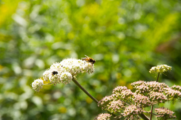 Insekt auf Blütendolde