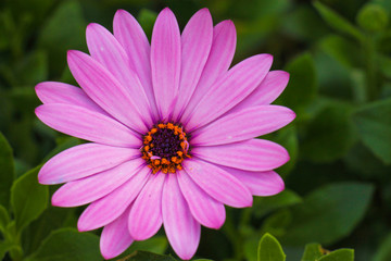 Obraz premium Colorful purple flower surrounded with green leafs