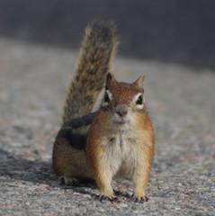 Golden-mantled Ground Squirrel on the road in colorado rocky mountains during a warm summer day